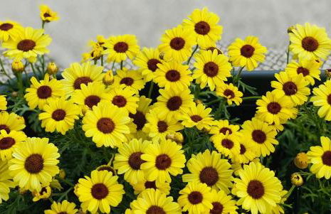 Cascais Sun Apartment - Foto 59