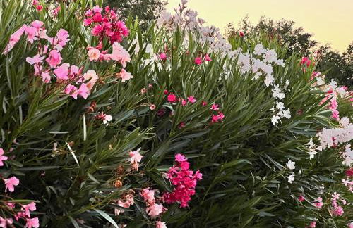 Prat-bourdin no. 18 Hameau des Claudins - Foto 98