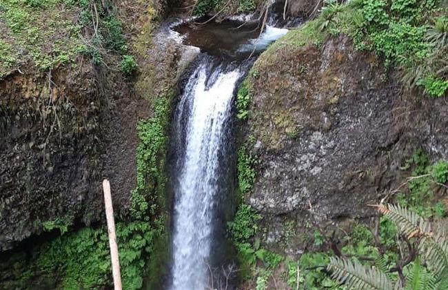 Trolebús turístico de las cascadas de Portland - Foto 3