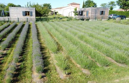 DOMAINE D'ELUSA - Photo 15