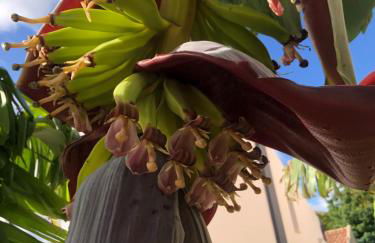 Pool oasis with private parking -Vigia 8 - Foto 34