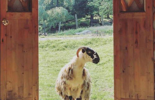 Charming Yurt Rental Nestled in the Forest near Friendsville, Maryland - Foto 21