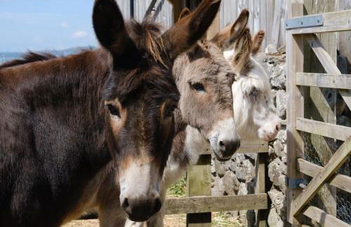 Ivy Cottage - Photo 46