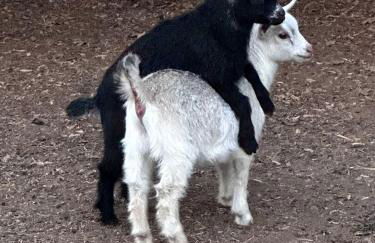 Modern Farmstay Cabin with Friendly Animals, Pond Views & Nature Trails Near Cedar Creek, Texas - Photo 68