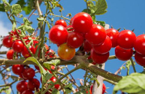 Villa Annetta - Foto 72