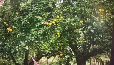 Kapitänshaus - Foto 3