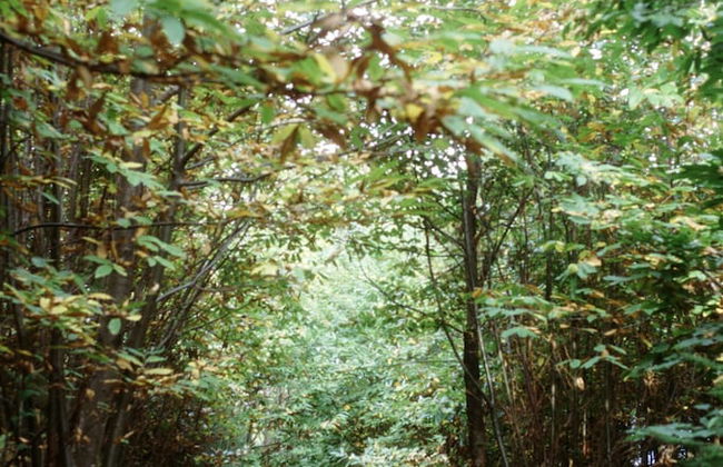 Fattoria Gambaro di Petrognano - Foto 76