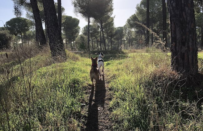 Pozo Amores - Foto 19