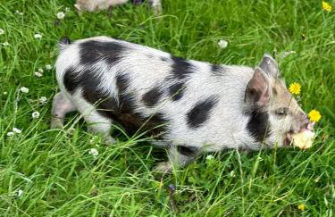 Pheasants Nook - Foto 20