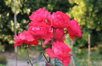 Quinta do Regalo - Foto 65