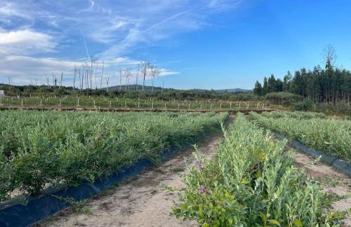 Quinta do Carregal - Foto 15