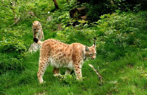 Apartments bei Familie Liebl - Foto 26