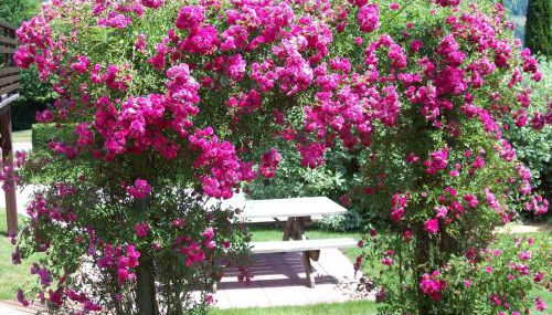 Gîte de grettery - Foto 5, Garden