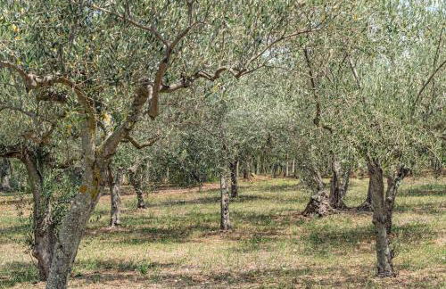 Magnolia casa di campagna Costa dei Trabocchi - Foto 39