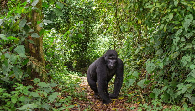 Tour de 10 días por lo mejor de Uganda - Foto 2, Un gorila en Bwindi
