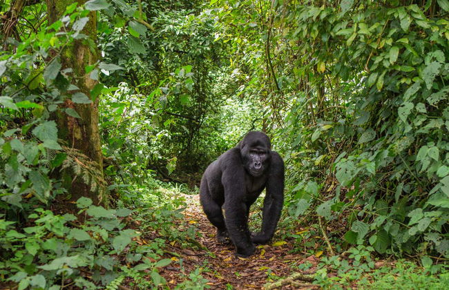 Uganda Tour Package: 10 Days - Photo 2
