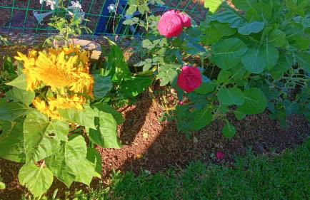 Refúgio na Serra Gaúcha - Foto 17