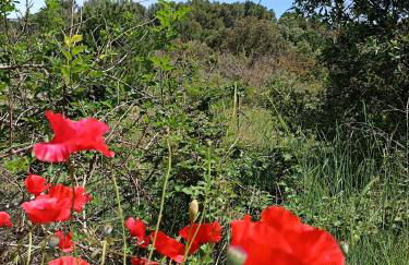 Maison Magnolia - Foto 40