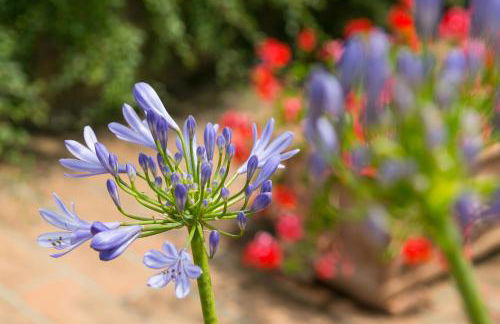 VILLA LIGUSTRO - Foto 29