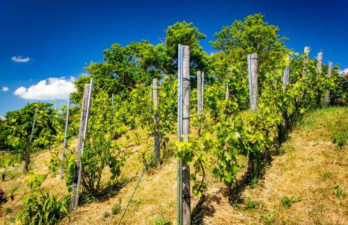 Ferienhof Domäne Groschwitz - Foto 32