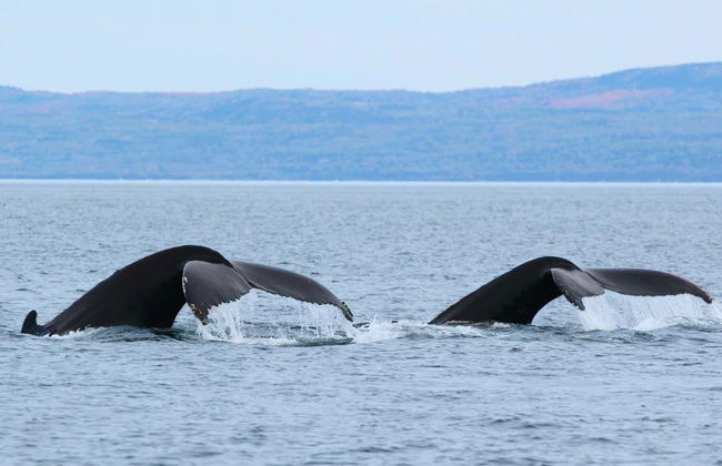 Giro in barca con avvistamento di balene - Foto 8