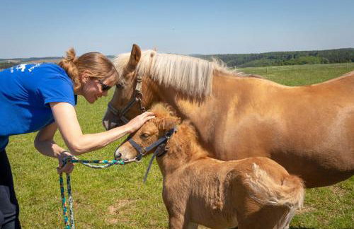 Pferdehof Bischof - Foto 16