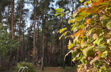 Modernes Waldhaus im Spreewald - Foto 30