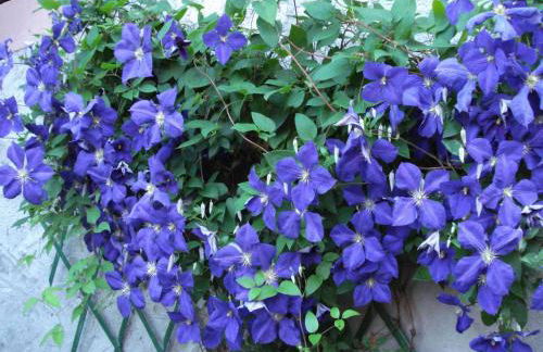 Gîte with views of the Vosges Mountains - Foto 16