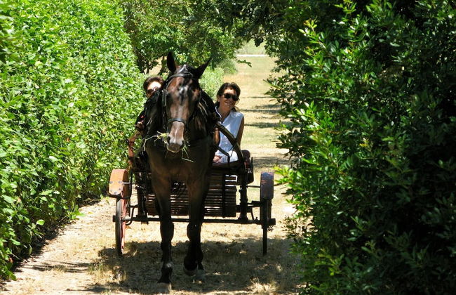 Tenuta Sant'Andrea - Foto 42