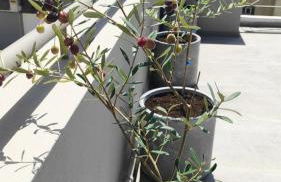 My Home in Greece - Photo 68