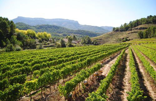 Cal Porxo del Priorat - Foto 39