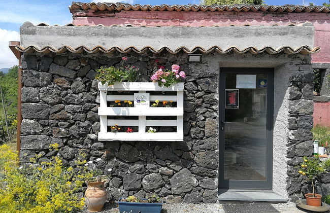 Viola nel Parco - Foto 3