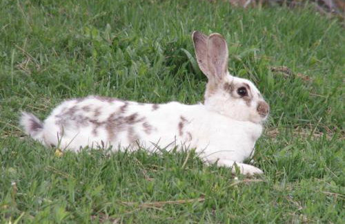 Whitebird Summit Lodge - Foto 22