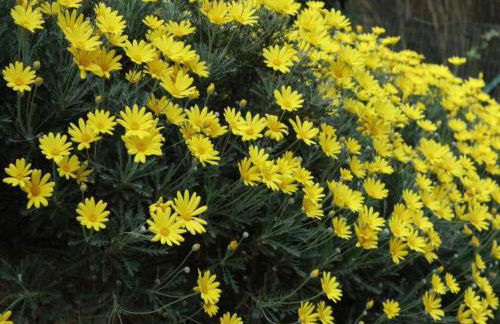 Apartment in Liguria Near Toirano Caves - Foto 57