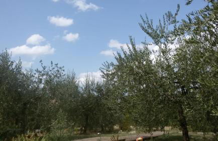 Casa Vacanze "Dimora Quercia" - Villino "Quercia" - Foto 39