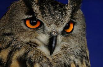 Anatiduero - Foto 35