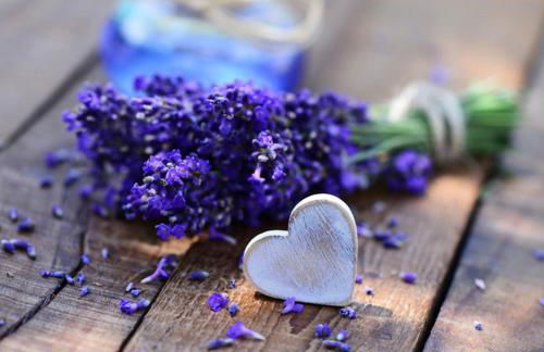 thym & Romarin - Photo 4