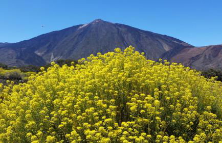 SISSI BOUTIQUE - THE TERRACE BETWEEN OCEAN AND TEIDE - Foto 50