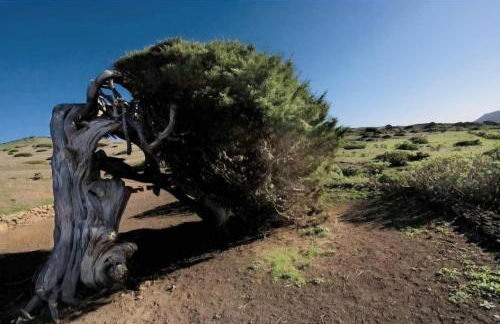 Casa Poesía de El Hierro - Poetry House of El Hierro, situated in the center of El Pinar - Foto 29