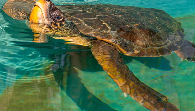 Dalyan Banho de Lama e Praia da Tartaruga - Tour de Dia Inteiro - Foto 3