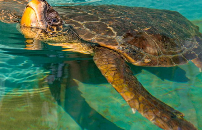 Dalyan Banho de Lama e Praia da Tartaruga - Tour de Dia Inteiro - Foto 3