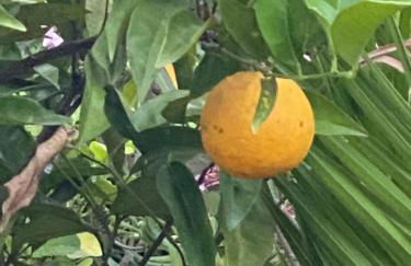 Villa Daurus - Foto 58