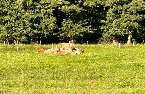 Apartment am Schwielochsee by Interhome - Photo 16