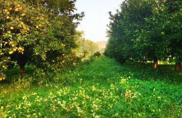 Casale Morillo - Foto 51