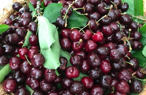 Lou Souleu - Foto 26