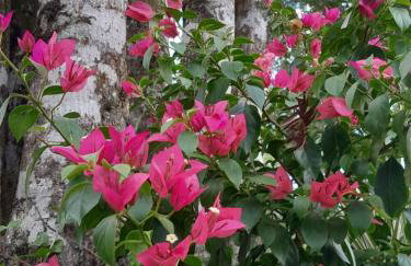 Cabanas dos Pinheiros - Foto 14