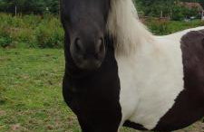 Agroturystyka Zielony Domek - Apartament na wyłączność, slow life, staw, oswojone zwierzęta gospodarskie, posiłki z własnych eko produktów - Foto 29