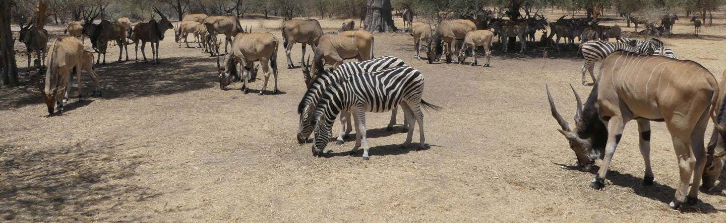 Excursão privada à Reserva de Bandia