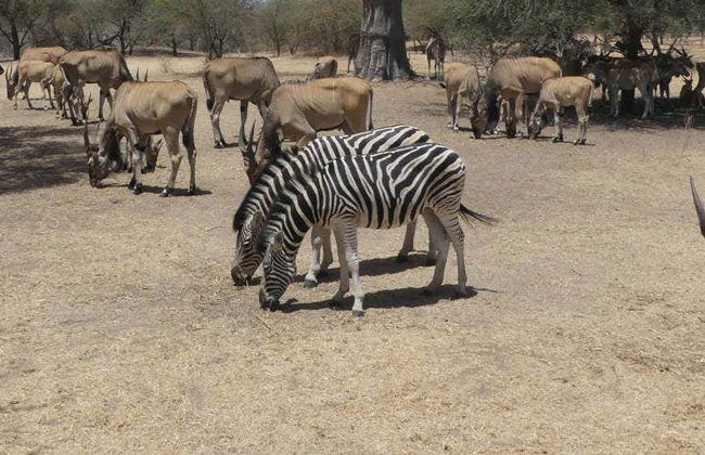 Excursión privada a la Reserva de Bandia - Foto 1