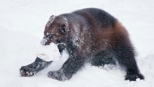 Ranua Wildlife Park Trip - Photo 3